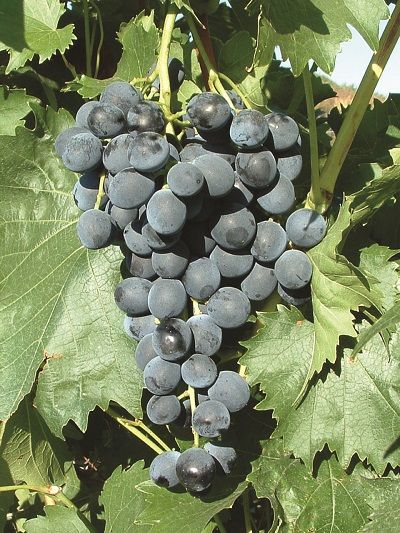 Muscat Bleu 1